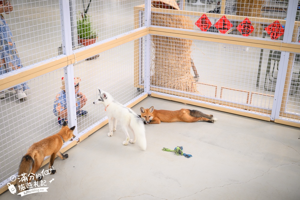 宜蘭【遛遛三星】全台唯一白狐狸主題農場,與白狐狸＆赤狐互動.還能玩鹿角蕨手作.當小小農夫和爬蟲偵查員,太好玩啦!