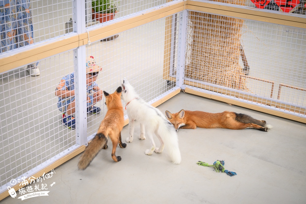 宜蘭【遛遛三星】全台唯一白狐狸主題農場,與白狐狸＆赤狐互動.還能玩鹿角蕨手作.當小小農夫和爬蟲偵查員,太好玩啦!