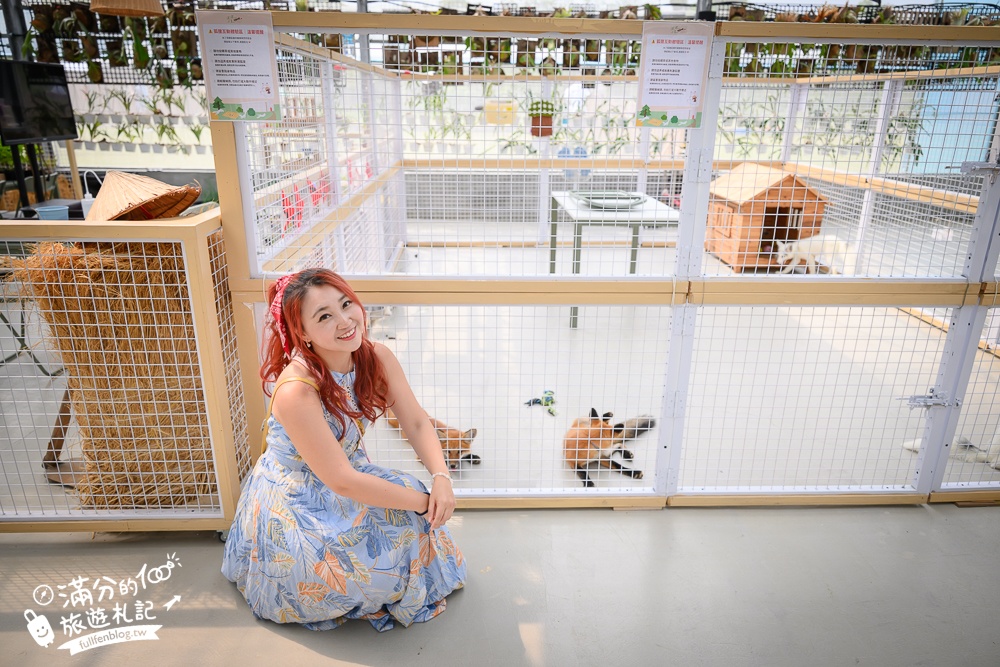 宜蘭【遛遛三星】全台唯一白狐狸主題農場,與白狐狸＆赤狐互動.還能玩鹿角蕨手作.當小小農夫和爬蟲偵查員,太好玩啦!