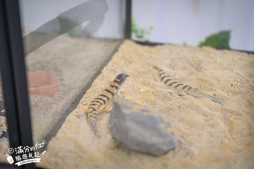 宜蘭【遛遛三星】全台唯一白狐狸主題農場,與白狐狸＆赤狐互動.還能玩鹿角蕨手作.當小小農夫和爬蟲偵查員,太好玩啦!