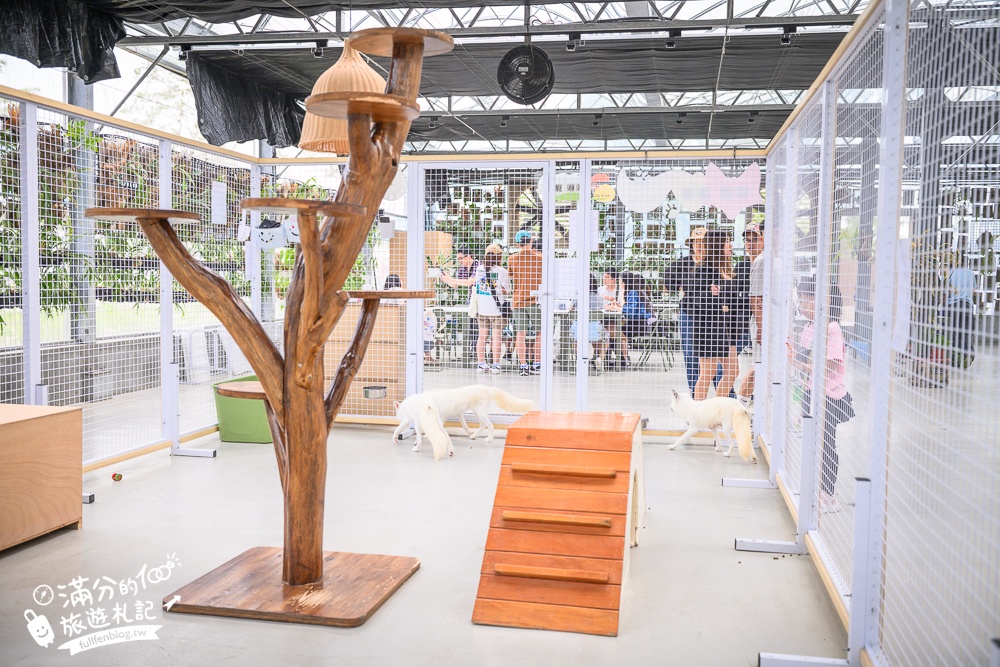 宜蘭【遛遛三星】全台唯一白狐狸主題農場,與白狐狸＆赤狐互動.還能玩鹿角蕨手作.當小小農夫和爬蟲偵查員,太好玩啦!