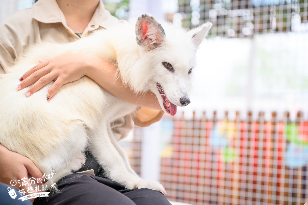 宜蘭【遛遛三星】全台唯一白狐狸主題農場,與白狐狸＆赤狐互動.還能玩鹿角蕨手作.當小小農夫和爬蟲偵查員,太好玩啦!