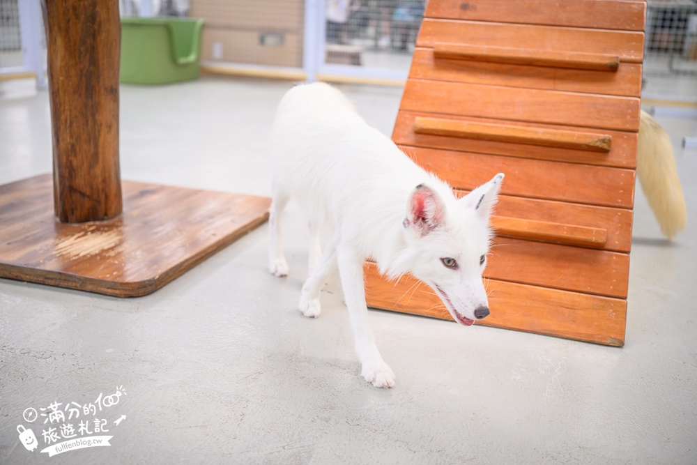 宜蘭【遛遛三星】全台唯一白狐狸主題農場,與白狐狸＆赤狐互動.還能玩鹿角蕨手作.當小小農夫和爬蟲偵查員,太好玩啦!