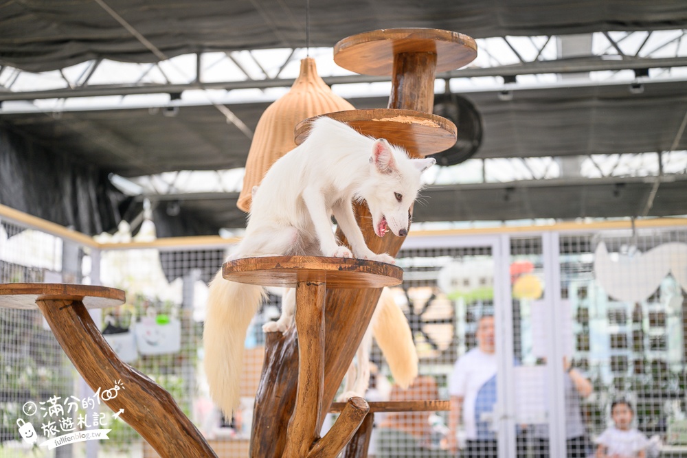 宜蘭【遛遛三星】全台唯一白狐狸主題農場,與白狐狸＆赤狐互動.還能玩鹿角蕨手作.當小小農夫和爬蟲偵查員,太好玩啦!