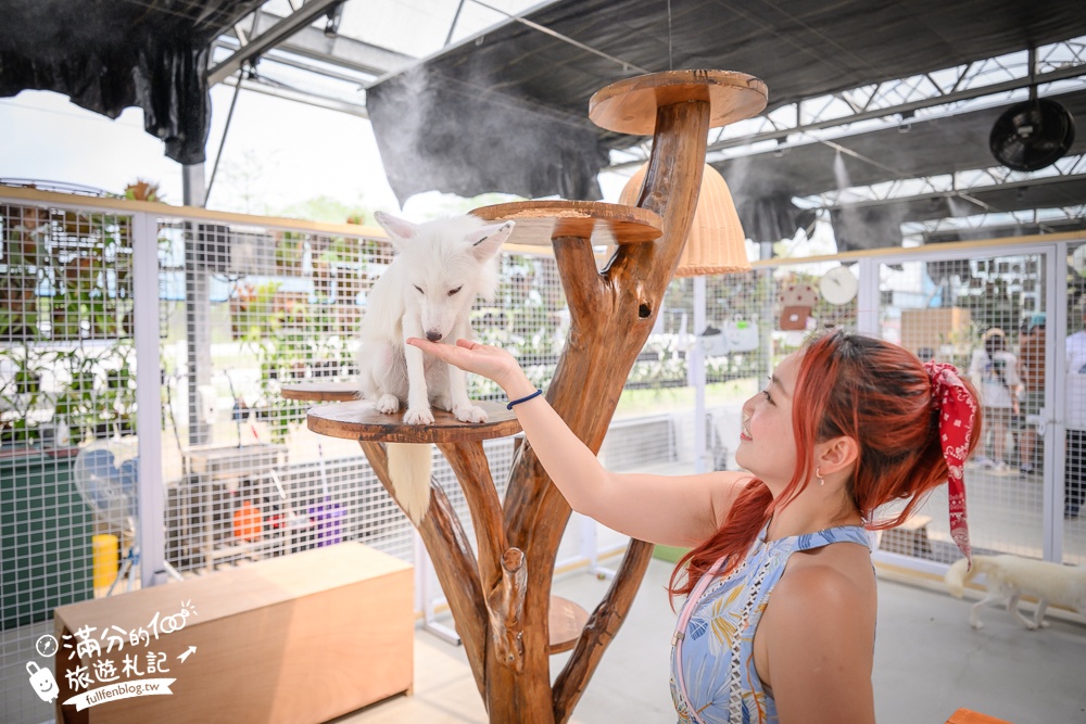 宜蘭【遛遛三星】全台唯一白狐狸主題農場,與白狐狸＆赤狐互動.還能玩鹿角蕨手作.當小小農夫和爬蟲偵查員,太好玩啦!