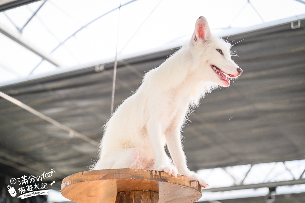 宜蘭【遛遛三星】全台唯一白狐狸主題農場,與白狐狸＆赤狐互動.還能玩鹿角蕨手作.當小小農夫和爬蟲偵查員,太好玩啦!