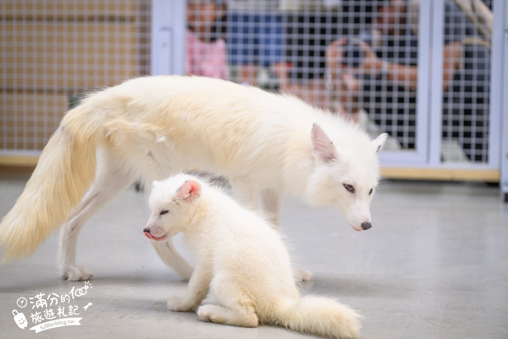 宜蘭【遛遛三星】全台唯一白狐狸主題農場,與白狐狸＆赤狐互動.還能玩鹿角蕨手作.當小小農夫和爬蟲偵查員,太好玩啦!