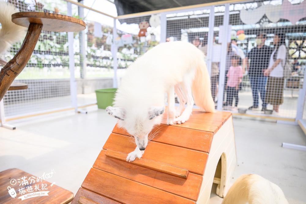 宜蘭【遛遛三星】全台唯一白狐狸主題農場,與白狐狸＆赤狐互動.還能玩鹿角蕨手作.當小小農夫和爬蟲偵查員,太好玩啦!