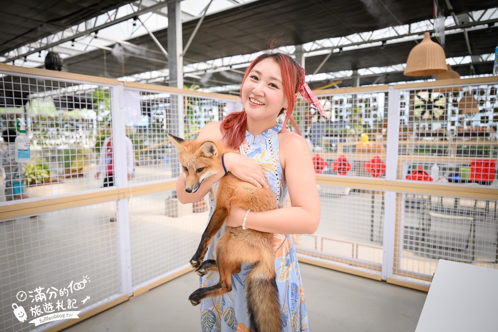 宜蘭【遛遛三星】全台唯一白狐狸主題農場,與白狐狸＆赤狐互動.還能玩鹿角蕨手作.當小小農夫和爬蟲偵查員,太好玩啦!