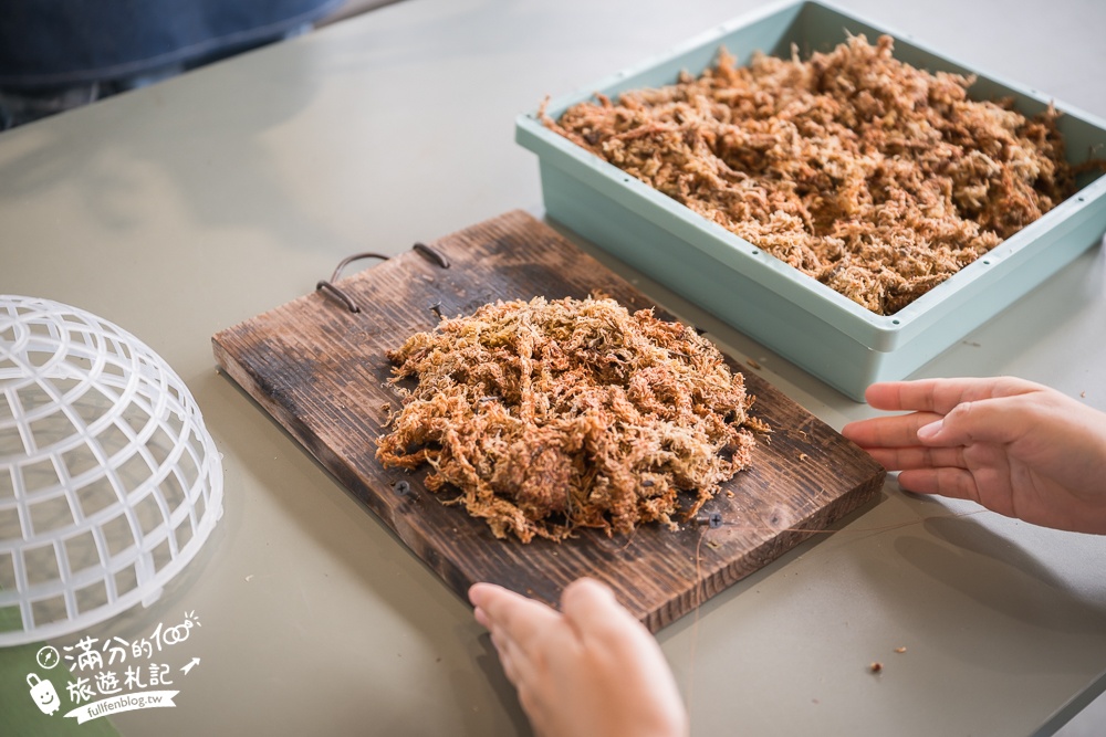 宜蘭【遛遛三星】全台唯一白狐狸主題農場,與白狐狸＆赤狐互動.還能玩鹿角蕨手作.當小小農夫和爬蟲偵查員,太好玩啦!