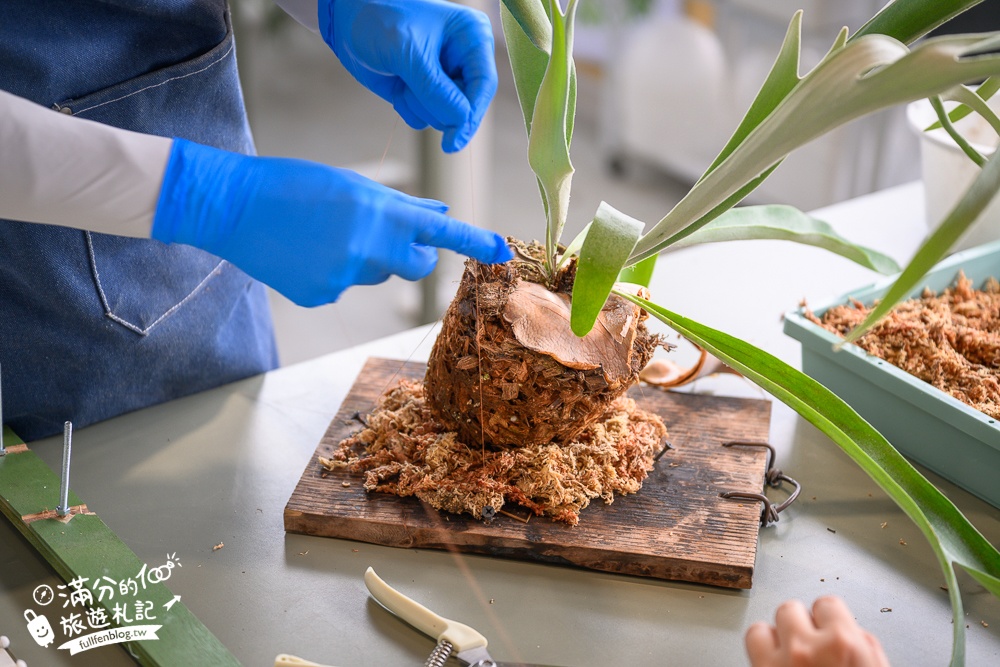 宜蘭【遛遛三星】全台唯一白狐狸主題農場,與白狐狸＆赤狐互動.還能玩鹿角蕨手作.當小小農夫和爬蟲偵查員,太好玩啦!