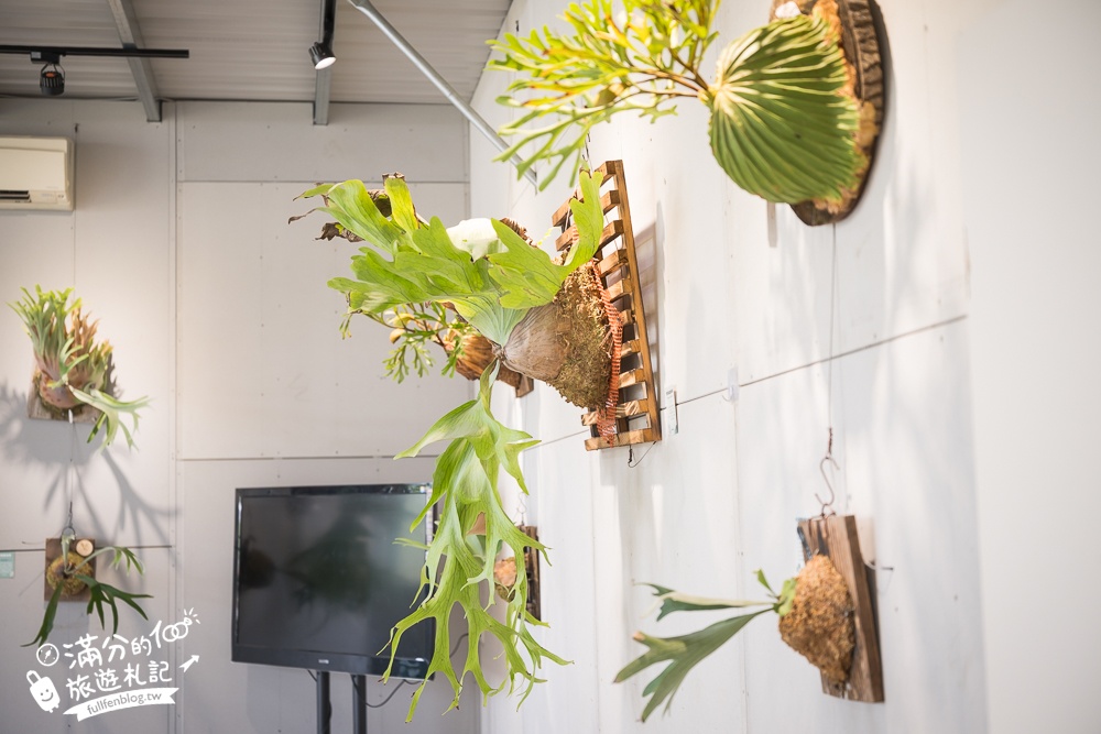 宜蘭【遛遛三星】全台唯一白狐狸主題農場,與白狐狸＆赤狐互動.還能玩鹿角蕨手作.當小小農夫和爬蟲偵查員,太好玩啦!