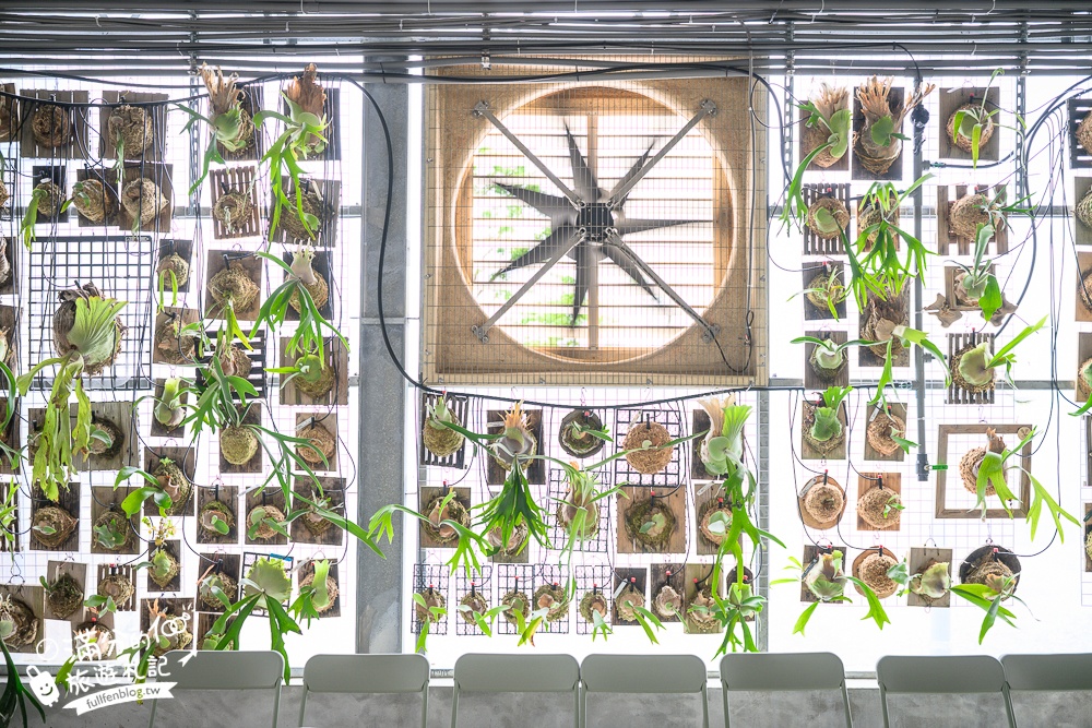 宜蘭【遛遛三星】全台唯一白狐狸主題農場,與白狐狸＆赤狐互動.還能玩鹿角蕨手作.當小小農夫和爬蟲偵查員,太好玩啦!