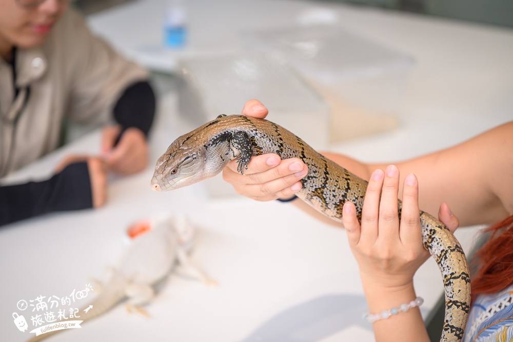 宜蘭【遛遛三星】全台唯一白狐狸主題農場,與白狐狸＆赤狐互動.還能玩鹿角蕨手作.當小小農夫和爬蟲偵查員,太好玩啦!
