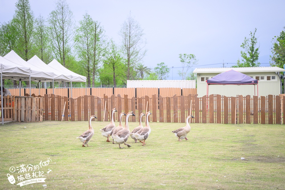 宜蘭【遛遛三星】全台唯一白狐狸主題農場,與白狐狸＆赤狐互動.還能玩鹿角蕨手作.當小小農夫和爬蟲偵查員,太好玩啦!