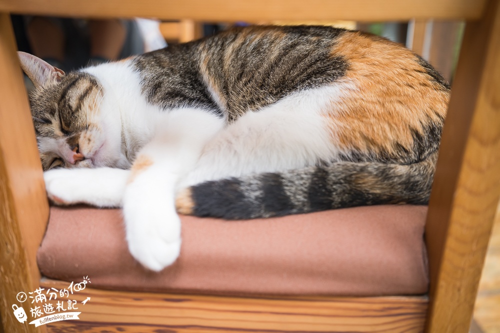 苗栗【雙峰草堂】隱身山林間的銅鑼燒玻璃茶屋.職人手作銅鑼燒,還能欣賞油桐花!