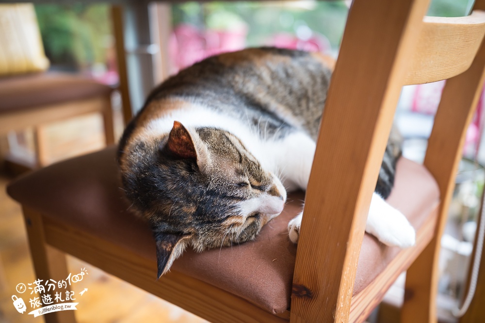 苗栗【雙峰草堂】隱身山林間的銅鑼燒玻璃茶屋.職人手作銅鑼燒,還能欣賞油桐花!