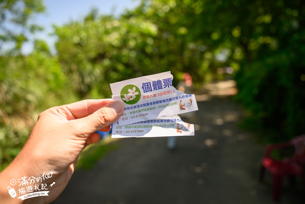 【桃園甘家堡桐花步道】私人桐花莊園開放,不用爬山也能看滿片四月雪,遼闊大草原.親子野餐首選！