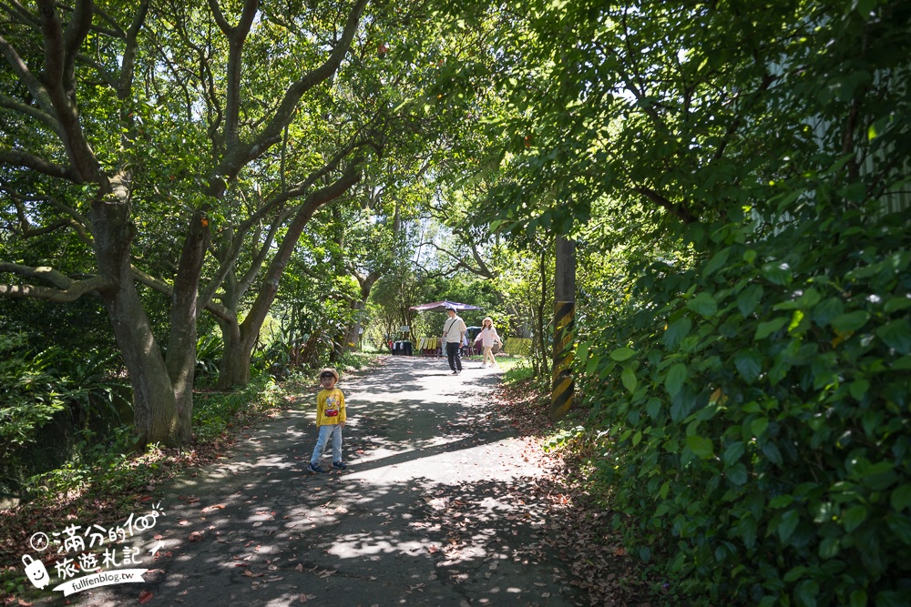 【桃園甘家堡桐花步道】私人桐花莊園開放,不用爬山也能看滿片四月雪,遼闊大草原.親子野餐首選！