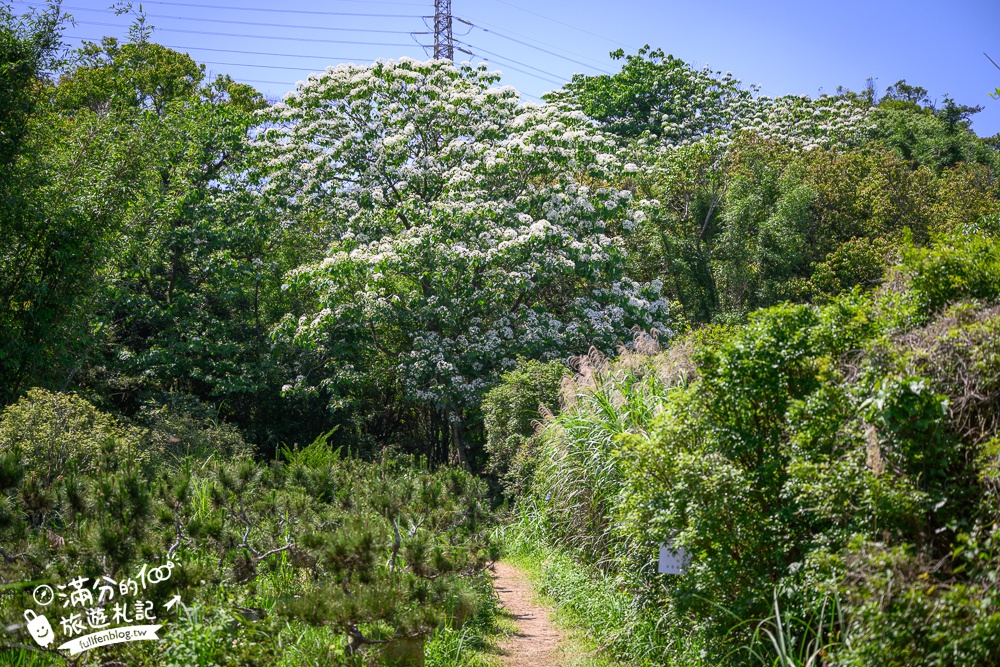 【桃園甘家堡桐花步道】私人桐花莊園開放,不用爬山也能看滿片四月雪,遼闊大草原.親子野餐首選！