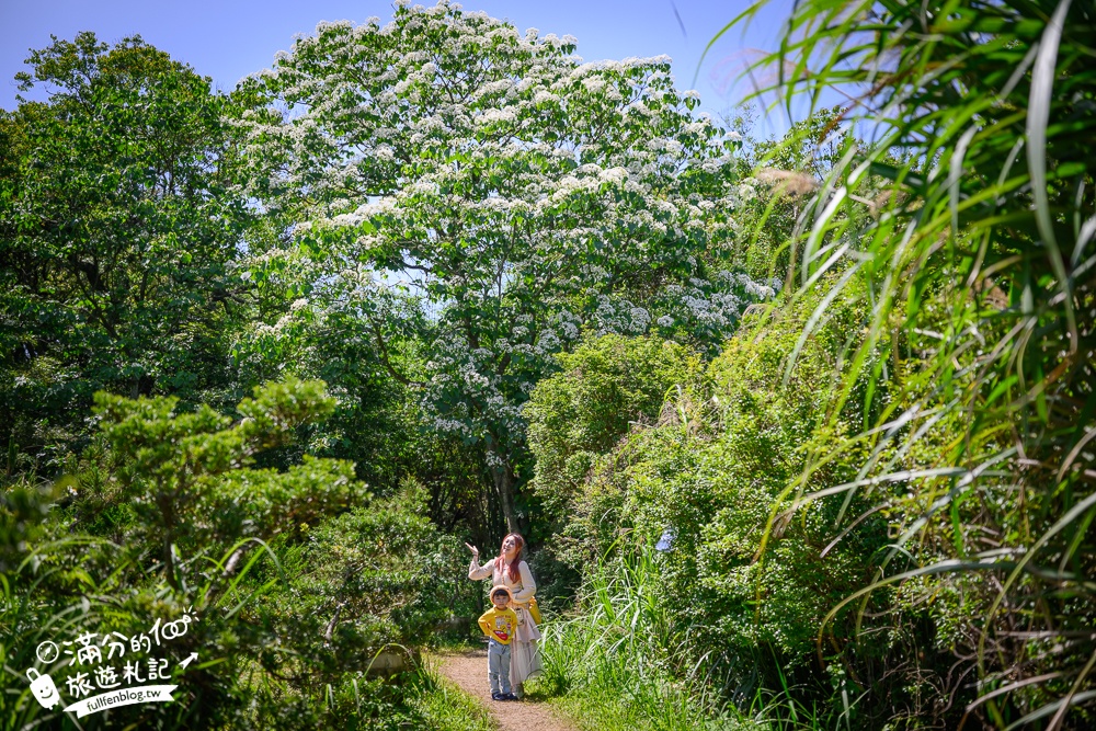 【桃園甘家堡桐花步道】私人桐花莊園開放,不用爬山也能看滿片四月雪,遼闊大草原.親子野餐首選！