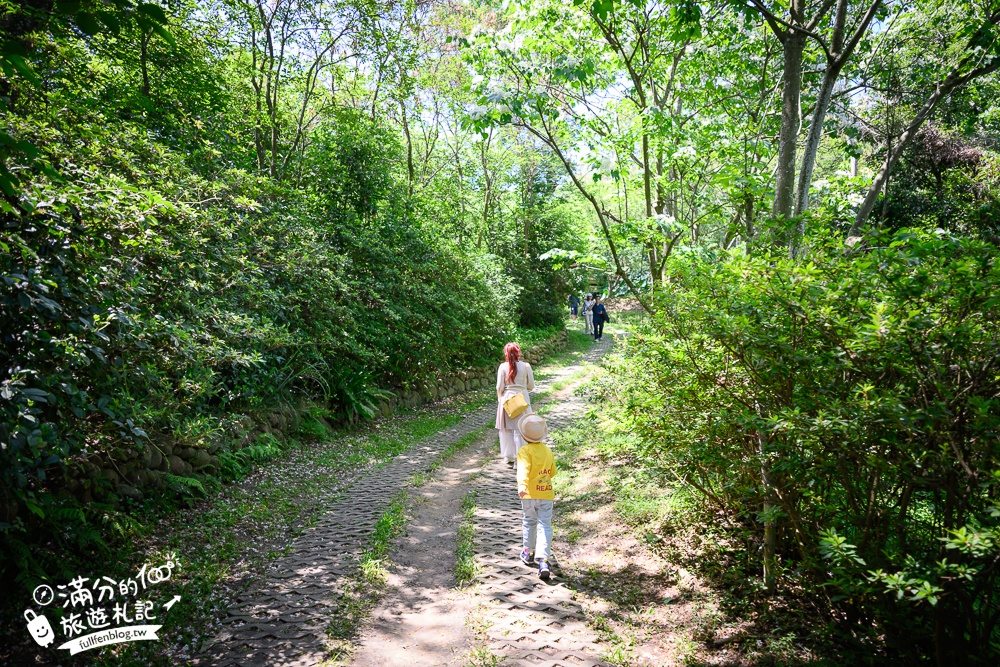 【桃園甘家堡桐花步道】私人桐花莊園開放,不用爬山也能看滿片四月雪,遼闊大草原.親子野餐首選！