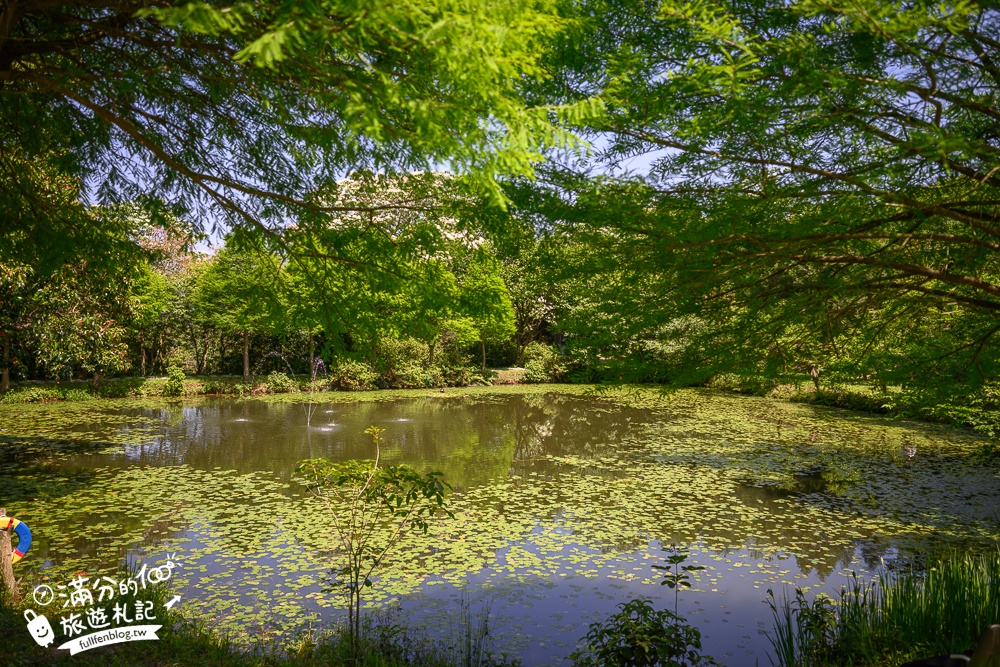 【桃園甘家堡桐花步道】私人桐花莊園開放,不用爬山也能看滿片四月雪,遼闊大草原.親子野餐首選！