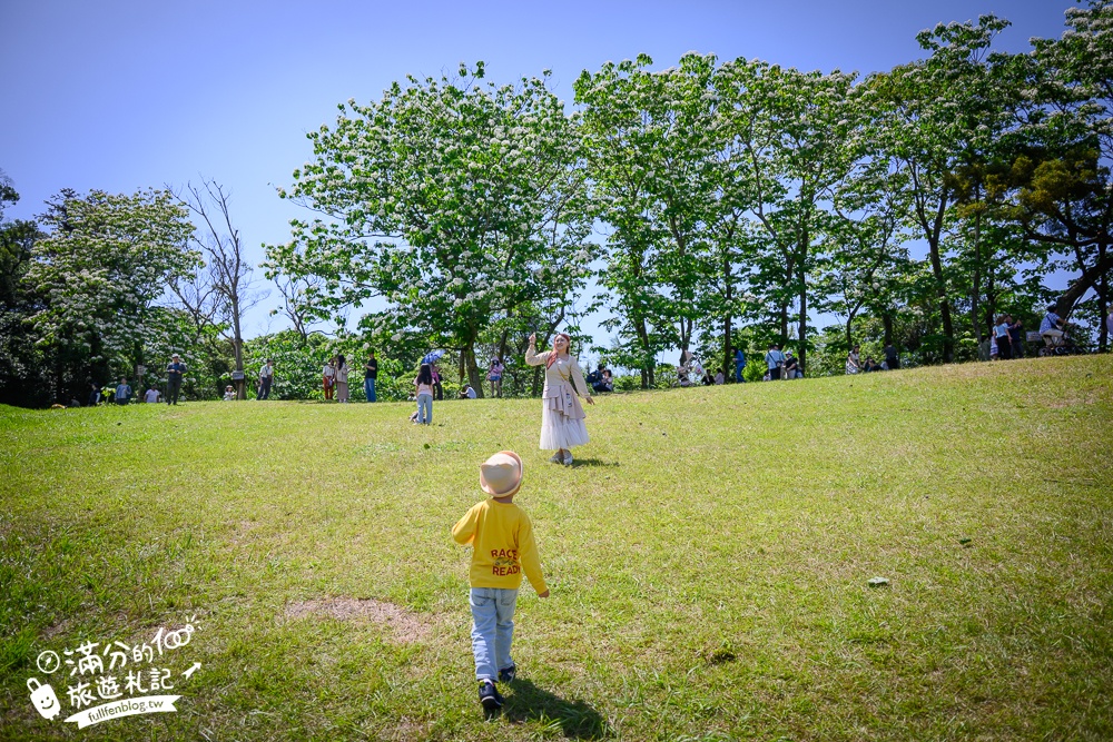 【桃園甘家堡桐花步道】私人桐花莊園開放,不用爬山也能看滿片四月雪,遼闊大草原.親子野餐首選！