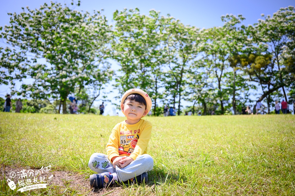 【桃園甘家堡桐花步道】私人桐花莊園開放,不用爬山也能看滿片四月雪,遼闊大草原.親子野餐首選！