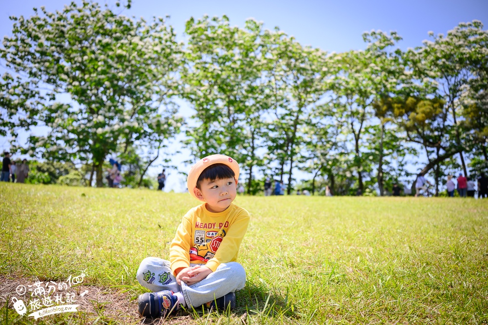 【桃園甘家堡桐花步道】私人桐花莊園開放,不用爬山也能看滿片四月雪,遼闊大草原.親子野餐首選！