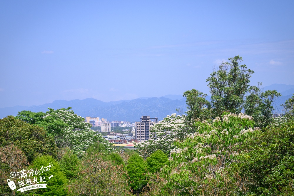 【桃園甘家堡桐花步道】私人桐花莊園開放,不用爬山也能看滿片四月雪,遼闊大草原.親子野餐首選！