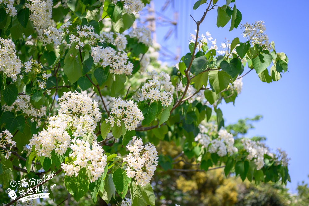 【桃園甘家堡桐花步道】私人桐花莊園開放,不用爬山也能看滿片四月雪,遼闊大草原.親子野餐首選！