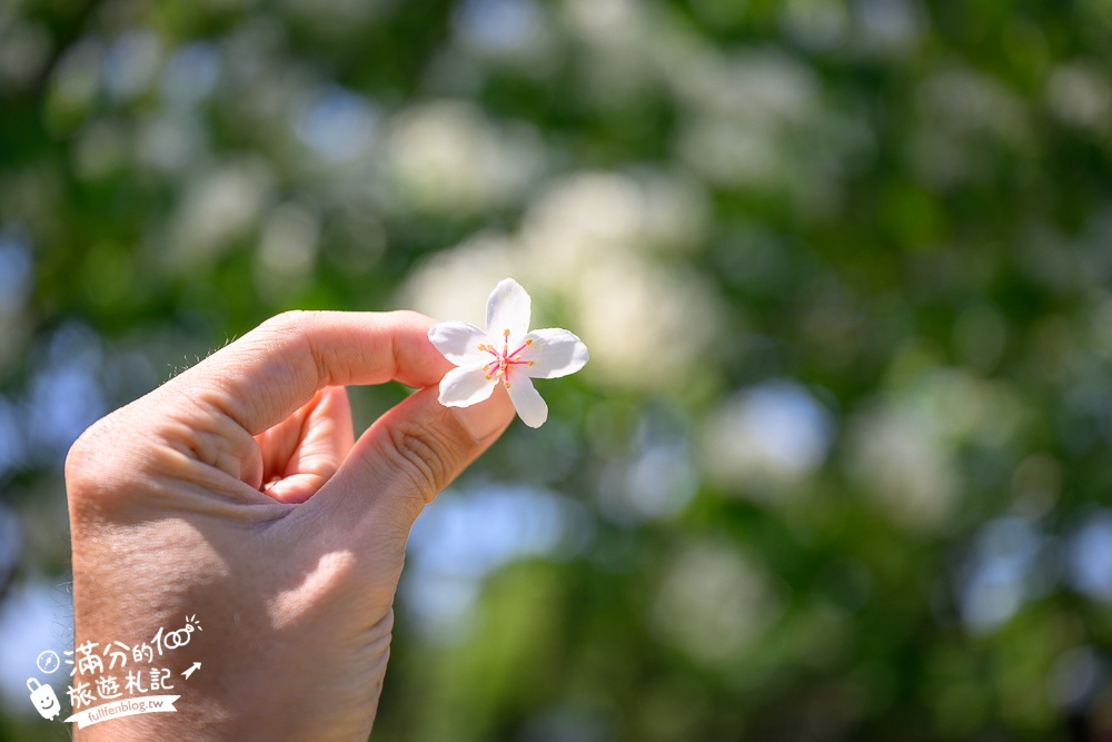 【桃園甘家堡桐花步道】私人桐花莊園開放,不用爬山也能看滿片四月雪,遼闊大草原.親子野餐首選！