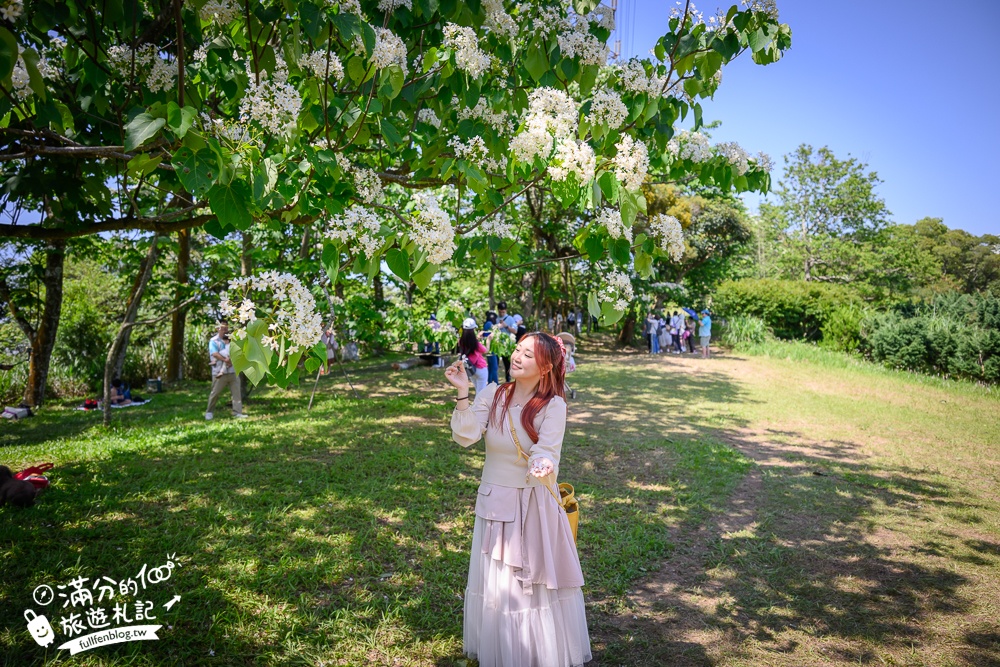 【桃園甘家堡桐花步道】私人桐花莊園開放,不用爬山也能看滿片四月雪,遼闊大草原.親子野餐首選！
