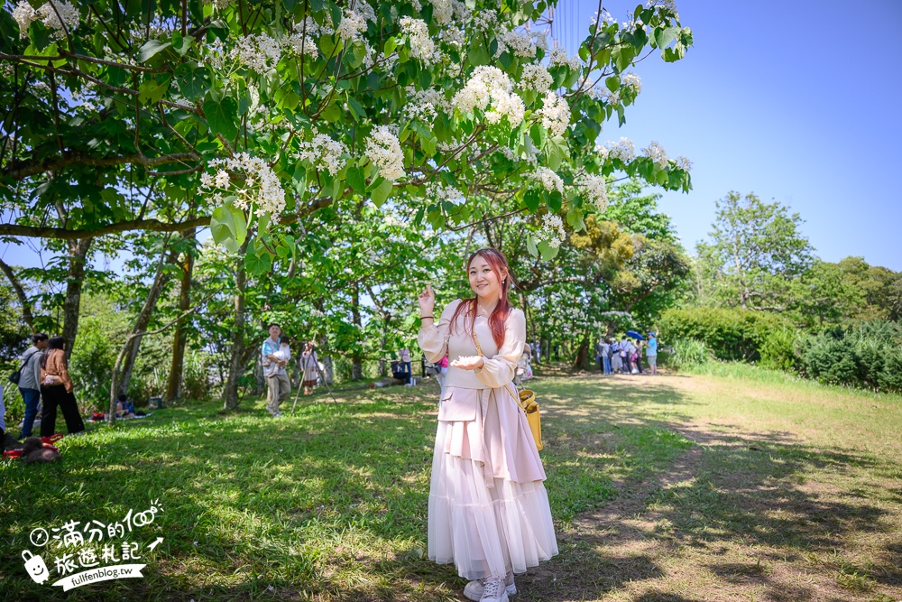 【桃園甘家堡桐花步道】私人桐花莊園開放,不用爬山也能看滿片四月雪,遼闊大草原.親子野餐首選！