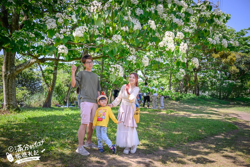 【桃園甘家堡桐花步道】私人桐花莊園開放,不用爬山也能看滿片四月雪,遼闊大草原.親子野餐首選！