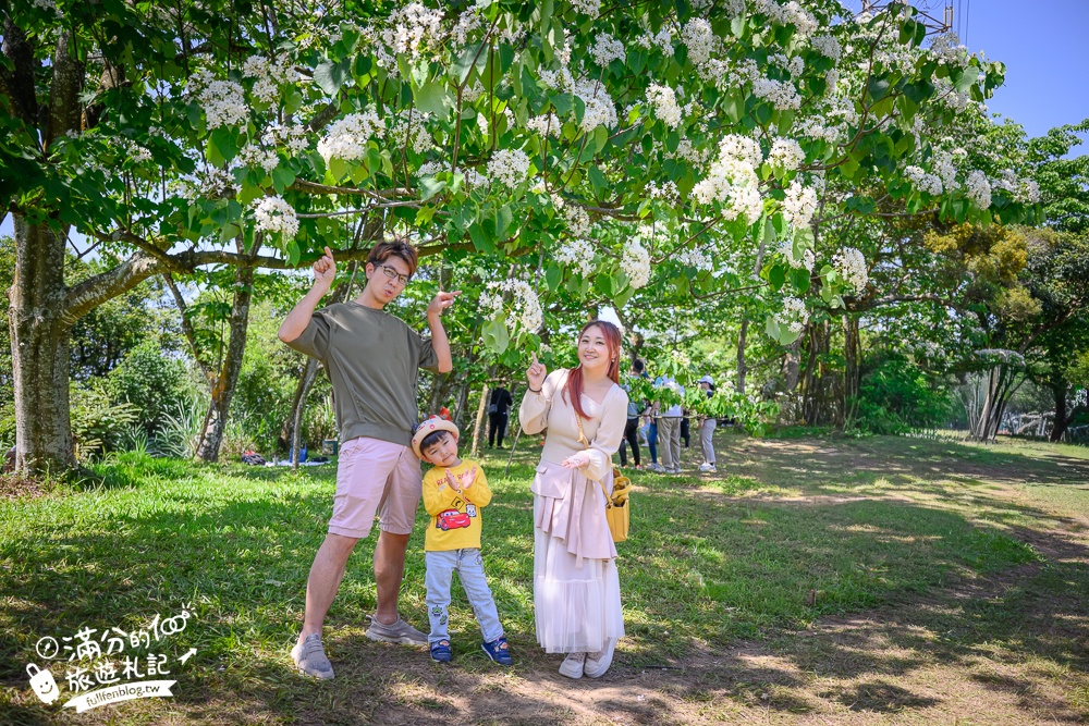 【桃園甘家堡桐花步道】私人桐花莊園開放,不用爬山也能看滿片四月雪,遼闊大草原.親子野餐首選！