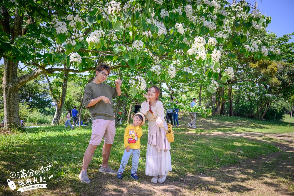 【桃園甘家堡桐花步道】私人桐花莊園開放,不用爬山也能看滿片四月雪,遼闊大草原.親子野餐首選！