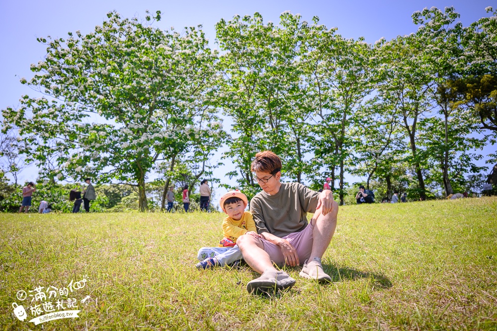 【桃園甘家堡桐花步道】私人桐花莊園開放,不用爬山也能看滿片四月雪,遼闊大草原.親子野餐首選！