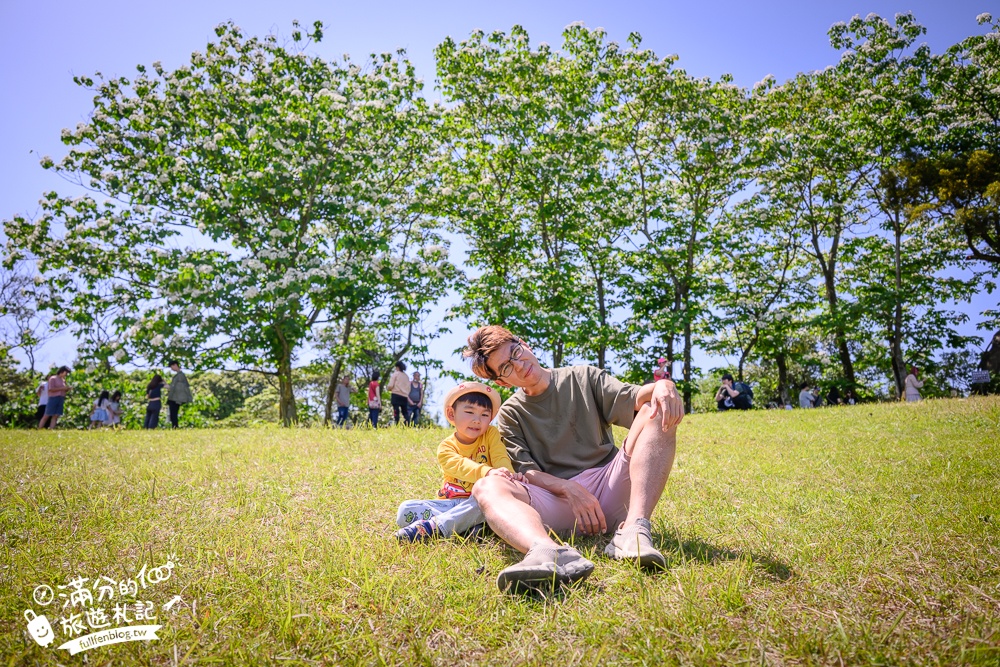 【桃園甘家堡桐花步道】私人桐花莊園開放,不用爬山也能看滿片四月雪,遼闊大草原.親子野餐首選！