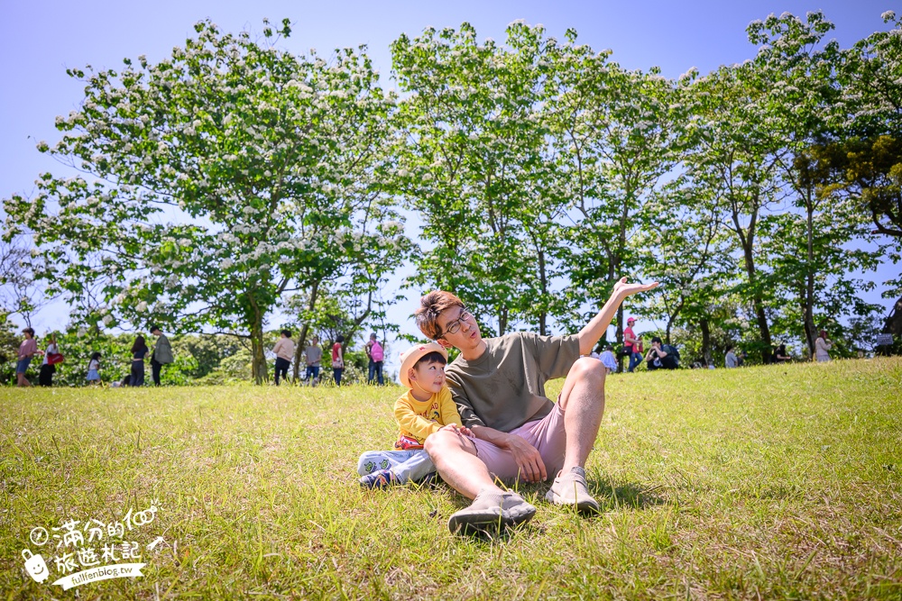【桃園甘家堡桐花步道】私人桐花莊園開放,不用爬山也能看滿片四月雪,遼闊大草原.親子野餐首選！