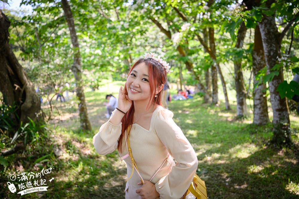 【桃園甘家堡桐花步道】私人桐花莊園開放,不用爬山也能看滿片四月雪,遼闊大草原.親子野餐首選！