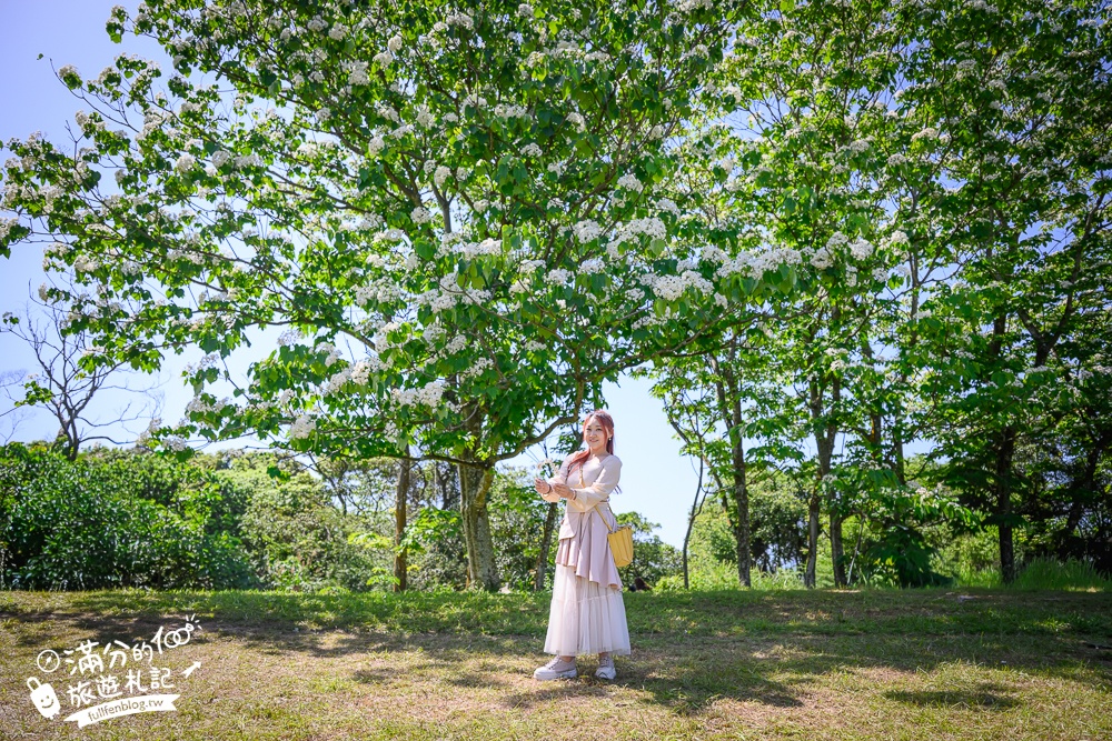 【桃園甘家堡桐花步道】私人桐花莊園開放,不用爬山也能看滿片四月雪,遼闊大草原.親子野餐首選！