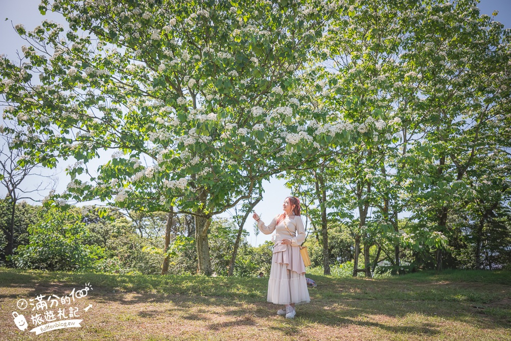 【桃園甘家堡桐花步道】私人桐花莊園開放,不用爬山也能看滿片四月雪,遼闊大草原.親子野餐首選！