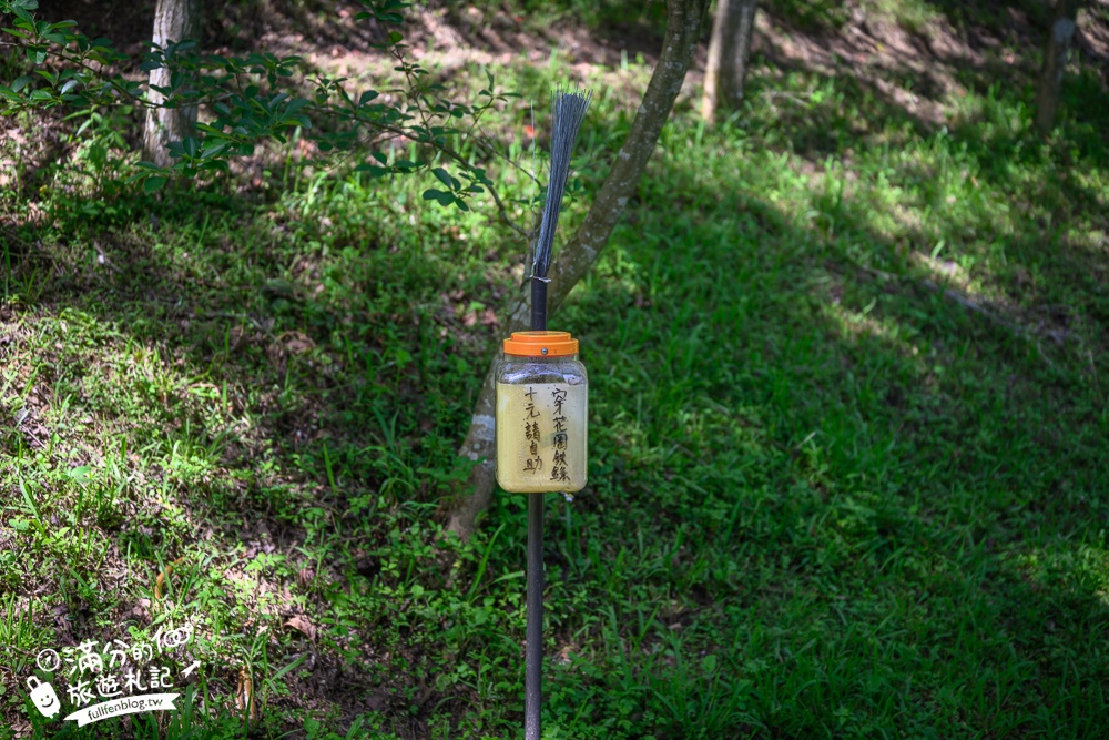 【桃園甘家堡桐花步道】私人桐花莊園開放,不用爬山也能看滿片四月雪,遼闊大草原.親子野餐首選！