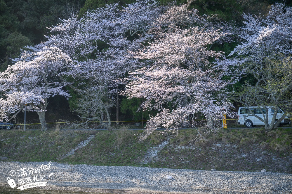 【2026海津大崎櫻花季】日本櫻花名勝100選,滋賀琵琶湖綿延四公里的湖岸櫻花,搭郵輪賞櫻花超特別!