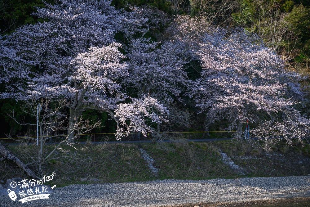 【2026海津大崎櫻花季】日本櫻花名勝100選,滋賀琵琶湖綿延四公里的湖岸櫻花,搭郵輪賞櫻花超特別!