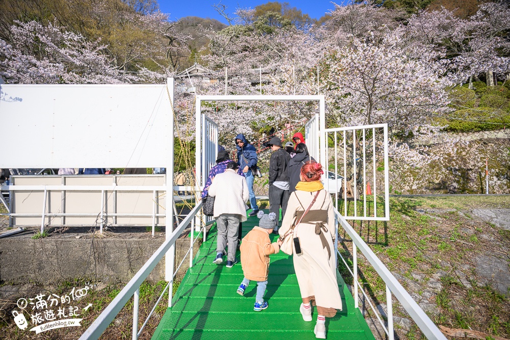 【2026海津大崎櫻花季】日本櫻花名勝100選,滋賀琵琶湖綿延四公里的湖岸櫻花,搭郵輪賞櫻花超特別!
