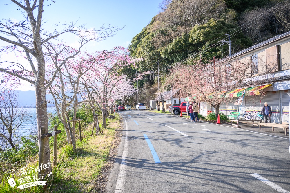 【2026海津大崎櫻花季】日本櫻花名勝100選,滋賀琵琶湖綿延四公里的湖岸櫻花,搭郵輪賞櫻花超特別!