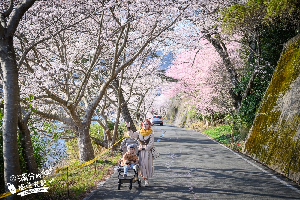 【2026海津大崎櫻花季】日本櫻花名勝100選,滋賀琵琶湖綿延四公里的湖岸櫻花,搭郵輪賞櫻花超特別!
